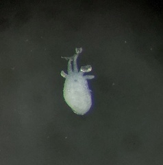 Temnocephala