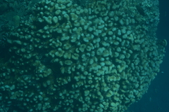 Goniastrea stelligera