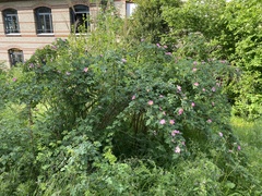 Rosa pendulina