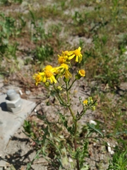 Senecio vernalis