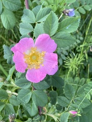 Rosa pendulina