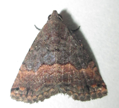 Eublemma nigrivitta