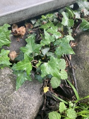 Hedera