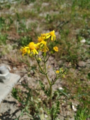 Senecio vernalis