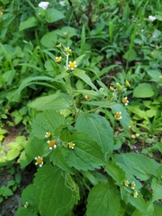 Galinsoga quadriradiata