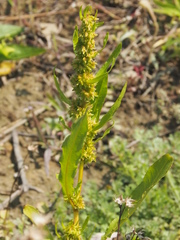Rumex microcarpus