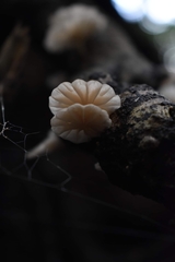 Marasmiellus alliiodorus