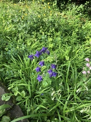 Aquilegia vulgaris