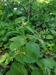 Galinsoga quadriradiata