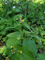 Galinsoga quadriradiata