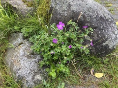 Geranium