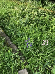 Aquilegia vulgaris