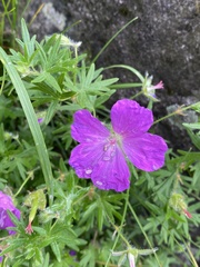 Geranium
