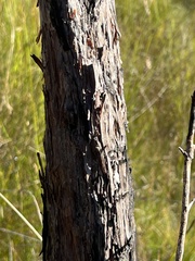 Leptospermum grandifolium