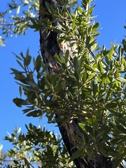 Leptospermum grandifolium