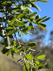 Leptospermum grandifolium