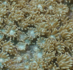 Goniopora