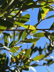 Leptospermum grandifolium