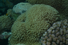 Goniopora
