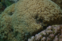 Goniopora