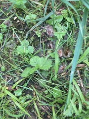 Potentilla