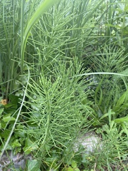 Equisetum