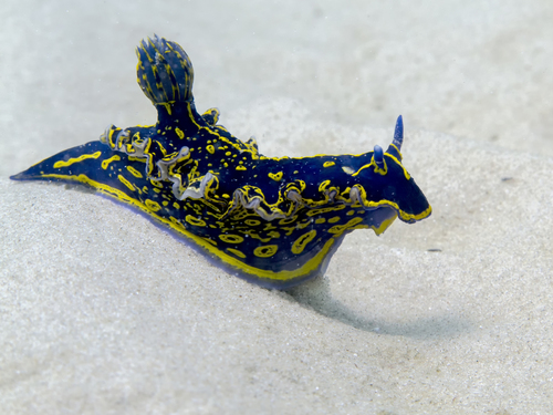 Photo of Painted hypselodoris (Hypselodoris picta)