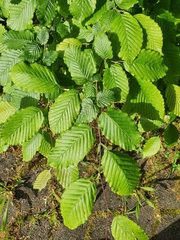 Carpinus betulus