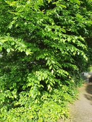 Carpinus betulus