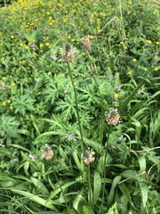 Plantago