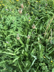 Plantago