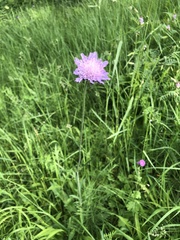 Knautia
