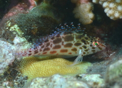 Cirrhitichthys oxycephalus