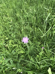 Knautia