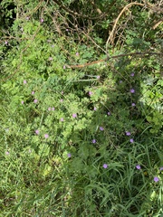 Geranium pyrenaicum
