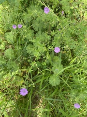 Geranium pyrenaicum