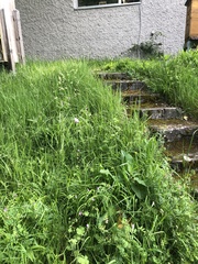 Knautia