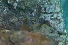 Cirrhitichthys oxycephalus