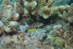 Cirrhitichthys oxycephalus