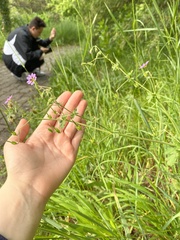 Geranium pyrenaicum
