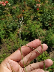 Eragrostis multicaulis