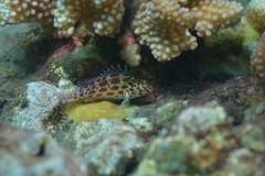 Cirrhitichthys oxycephalus