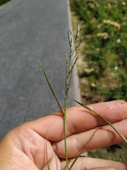 Eragrostis multicaulis