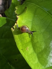 Kororia palaensis