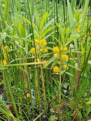 Lysimachia thyrsiflora