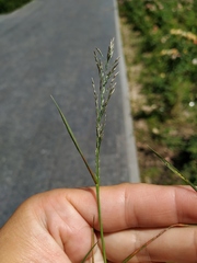 Eragrostis multicaulis