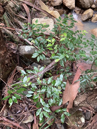 Image of Rose Myrtle (Archirhodomyrtus beckleri) by (c) Thomas Mesaglio, some rights reserved (CC BY)