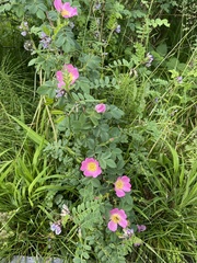 Rosa