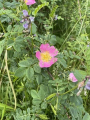 Rosa