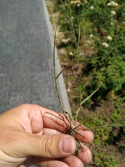 Eragrostis multicaulis